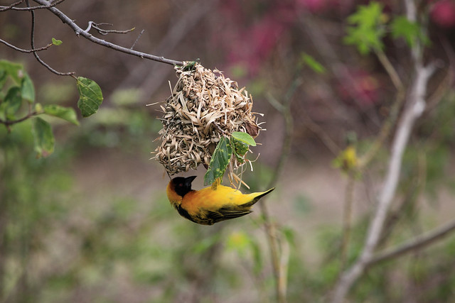 weaver bird nest