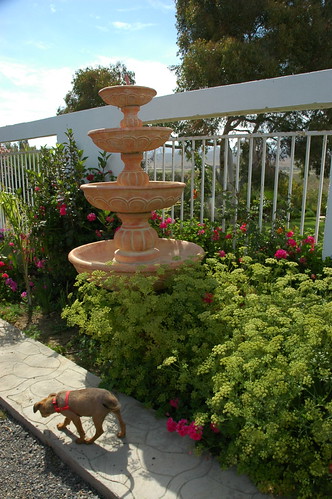 Rosie as a puppy, exploring the garden, fountain, fence, Baja's Best El Rosario Cafe Bed and Breakfast, Baja California Norte, Mexico by Wonderlane