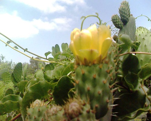 Cactus صبّار