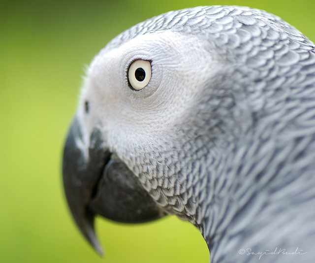 African Grey Parrot in Close-Up