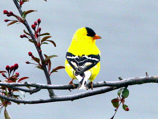 American Goldfinch 20090429