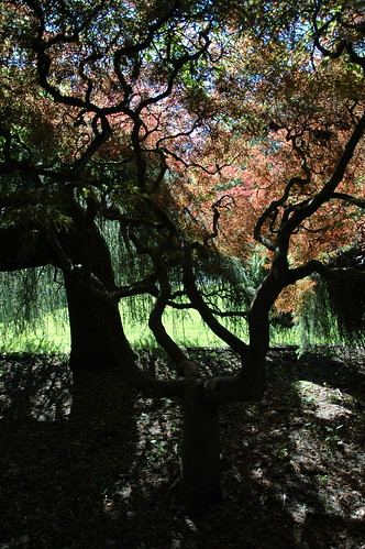 Whispering a story, Kabota American Japanese garden, Tukwila, Washington, USA by Wonderlane
