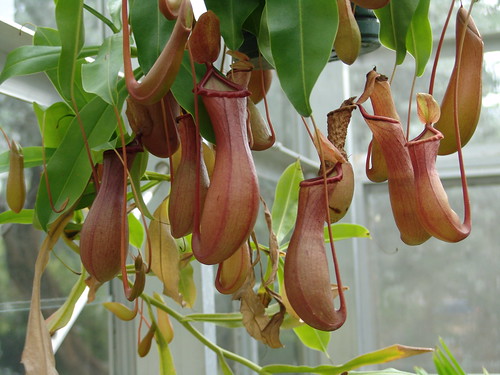 Pitcher Plant {Genus-Nepenthes)
