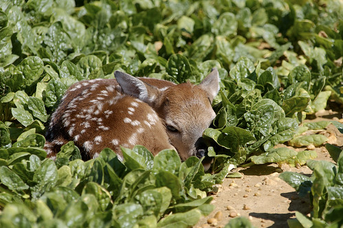 Fawn in Spinach by cranrob