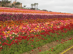The Flower Fields 2009