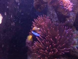My poor clownfish has a bacterial infection behind its right eye.
