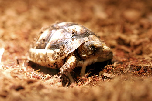 tortoise 2 by mariano avila