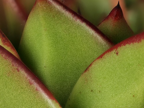 2014-03-07-14.38.17 ZS PMax Echeveria agavoides by John Rusk