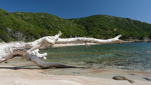 Branche échouée sur plage en Corse