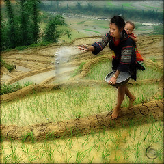 Rice planting & harvest