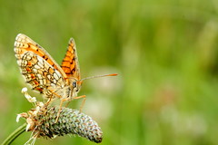 papillons et insectes