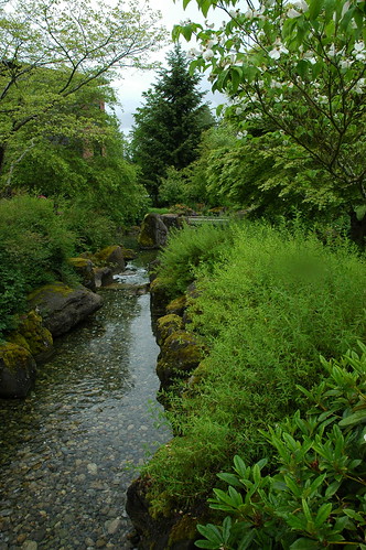 The Lovely Northwest, stream, trees, Microsoft Campus, Red West, Redmond, Washington, USA 3472 by Wonderlane