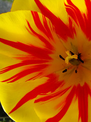 Flowers:Tulips