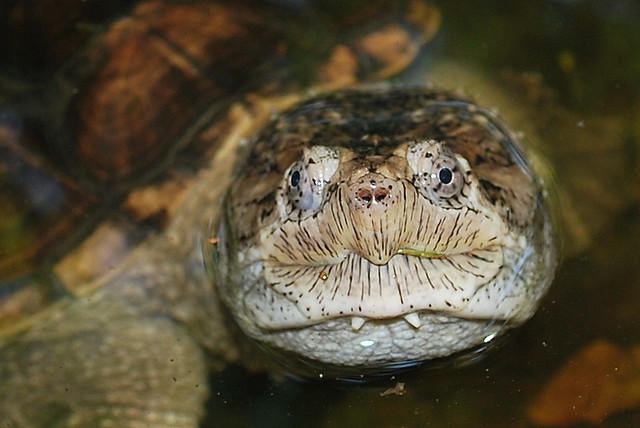 Do turtles have teeth? | Flickr - Photo Sharing!