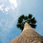 palm tree TWO