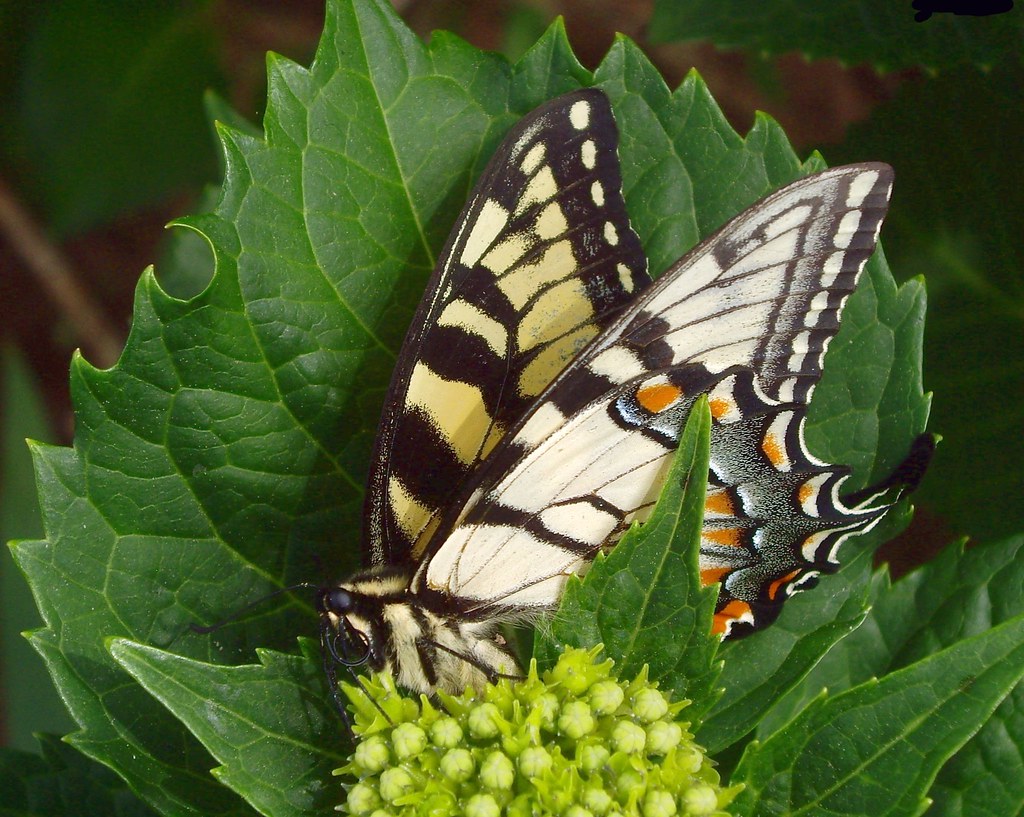 Butterfly on a Hydrangea