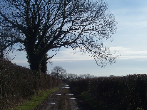 Quiet Country Lane
