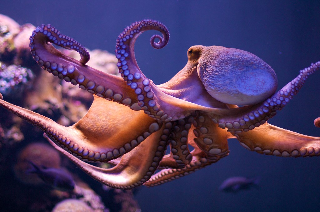Octopus dance