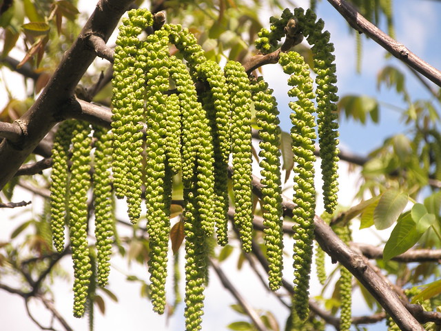 Diófa barka virágja (Juglans regia) / Catkin of walnut tree