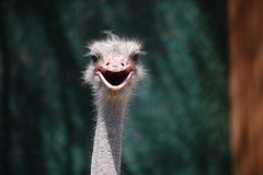 Talking With an Ostrich