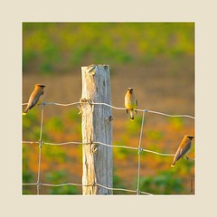 Birds!/Oiseaux