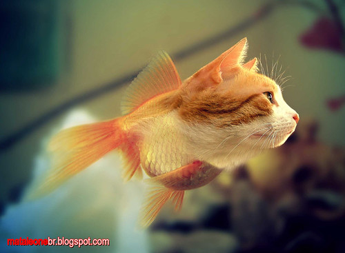 cat fish by mataleone