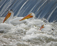 American White Pelicans at Horn Rapids Dam