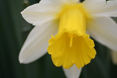 daffodil study