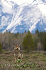 Yellowstone Wolves