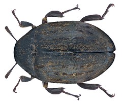 Coleoptera Family Byrrhidae