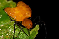 Arachnids (Peru)