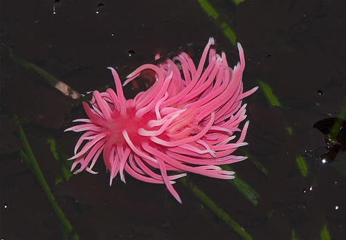 Hopkinsia rosacea (cc) Jerry Kirkhart @ Flickr.com
