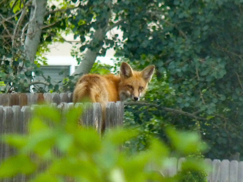 fox1