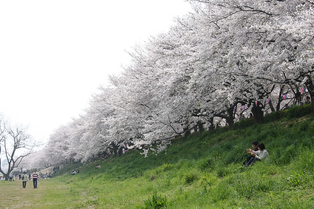 under the cherry blossoms