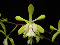 Epidendrums and Encyclias