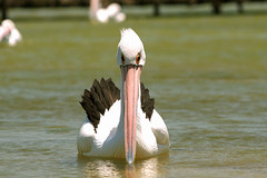 pelican aerobics