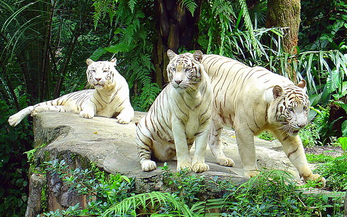 White Tigers, Singapore Zoo {Explore}