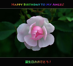 My Angel's Birthday