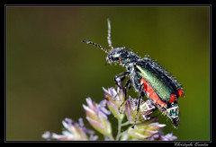 Coleoptera/Malachiidae