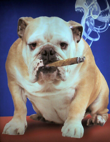 20090115 Smoking Dog