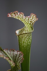 Sarracenia leucophylla