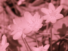 Spring Wild Flowers (infrared)