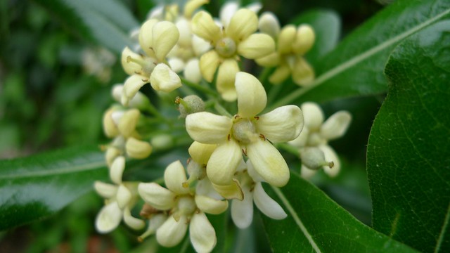 Pittosporum tobira flowers