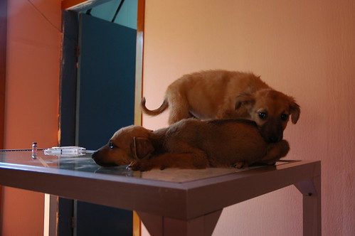 Veterinarians office, rabies shots, Rescue Puppies Fuzzy Orange and Blue Boy, San Rosalia, Baja California Sur, Mexico (not happy about it) by Wonderlane