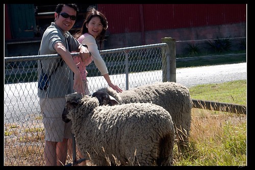 全紐西蘭唯一不怕人的兩頭羊