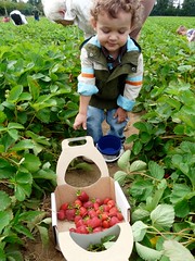 20090618 strawberries - 16