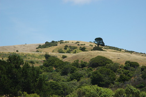 One Tree Hill, single oak, blue sky, golden brown hills and bushes, south of San Francisco, San Mateo County, California, USA by Wonderlane