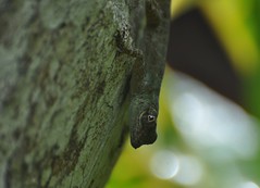 Lézards - Varans - Iguanes