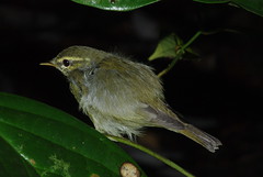 Birds (Borneo)