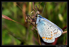 Lepidoptera/Lycaenidae